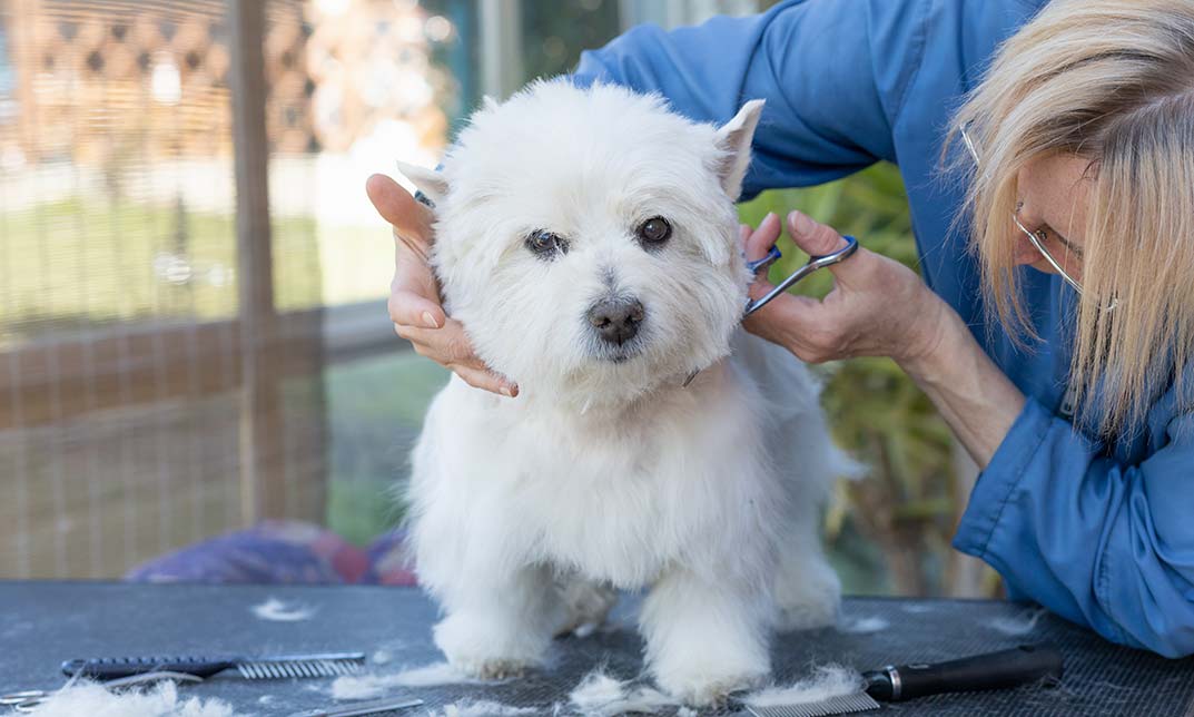 Dog Care and Grooming Course