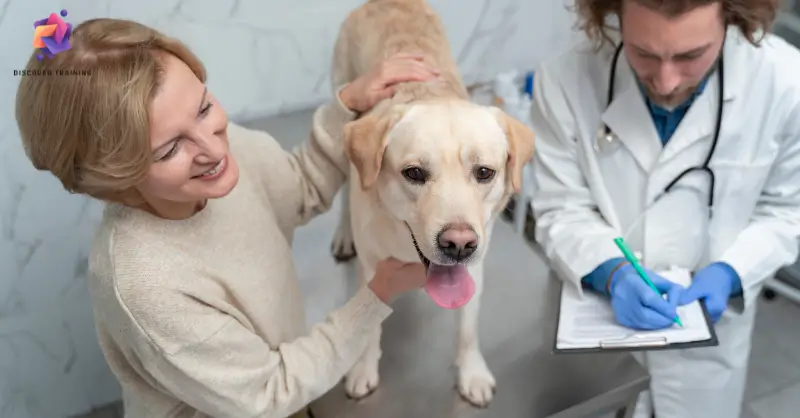 Pet First Aid, CPR and Pet Business Diploma
