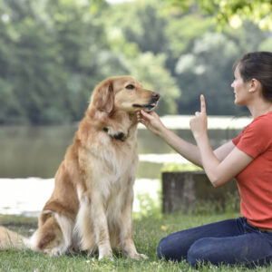 Dog Training - Stop Dog Attacks