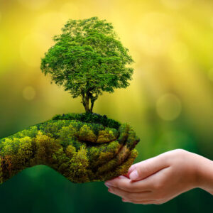 Conservation Diploma Course