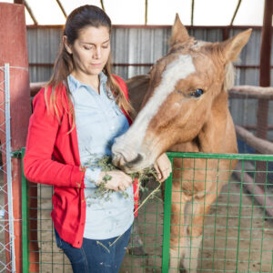 Healthy Horse and Stable Management