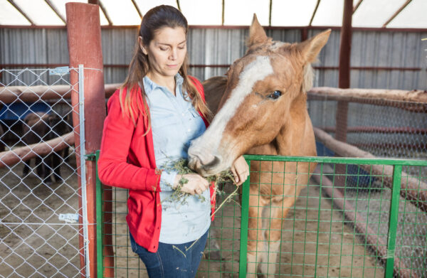 Healthy Horse and Stable Management