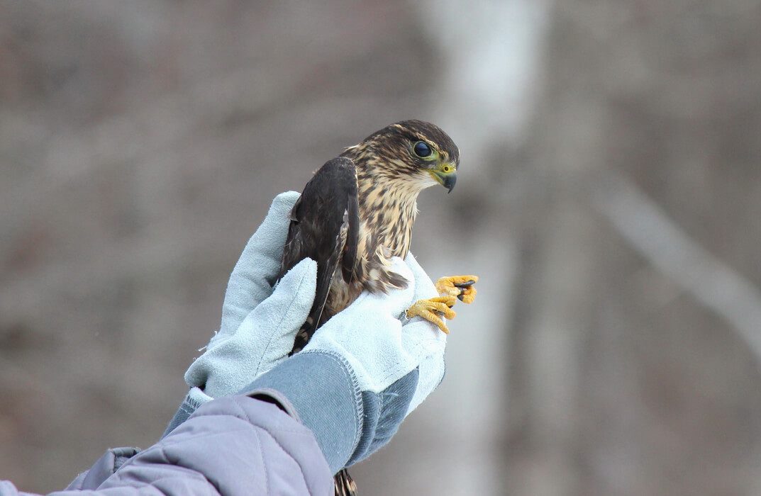 Wildlife Rescue and Rehabilitation