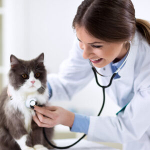 Cat Behavior Rectification & Cat Health Care