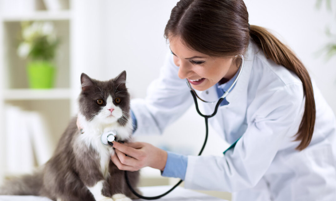 Cat Behavior Rectification & Cat Health Care