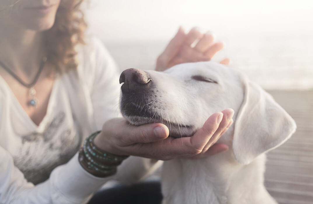 Animal Care and Psychology