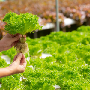 Hydroponics Gardening