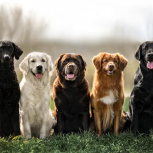 Introduction to Dog Breeds and Basic Anatomy