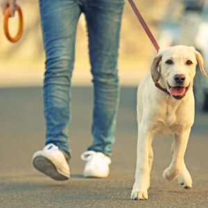 Dog Walking Business Training