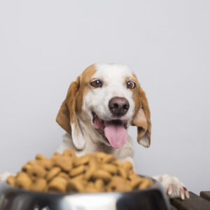 Dog Nutrition