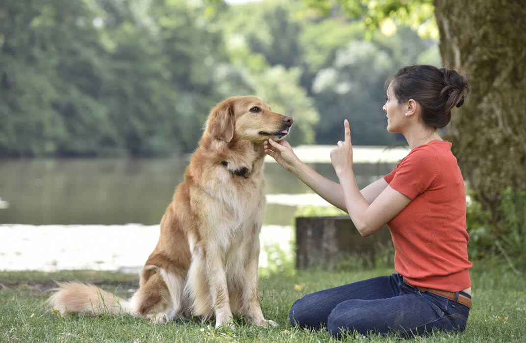 Pet Training Masterclass Discover Training