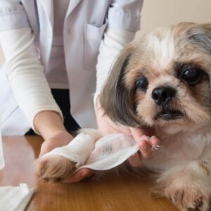 Dog First Aid