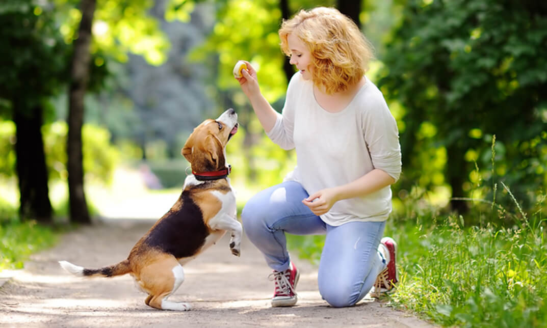 CPD Certified Professional Dog Trainer – Discover Training