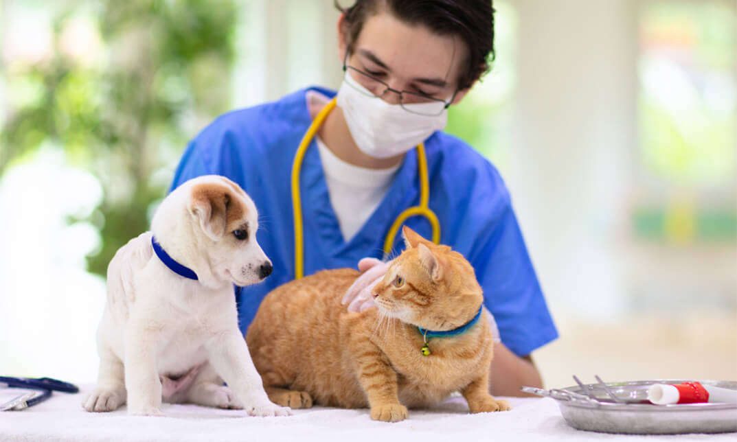 Canine Behaviour and First Aid Course